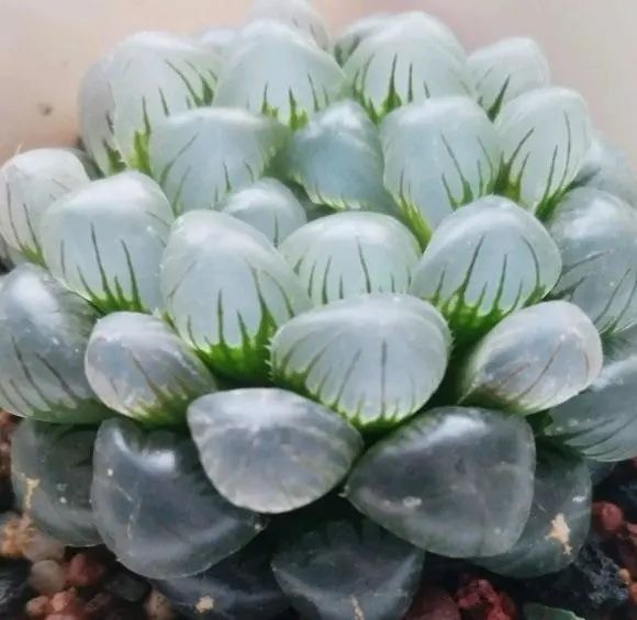 北向陽臺養(yǎng)多肉，選“冰燈玉露”，輕松上手易養(yǎng)護，透的像鉆石