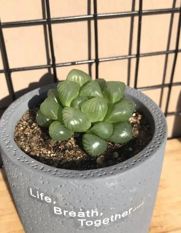 冰魄玉露的特征_冰魄玉露多肉_玉露多肉冰魄好養(yǎng)嗎