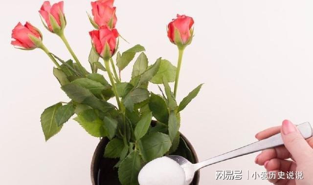 鮮花保鮮長時(shí)間讓它不開花_鮮花保鮮長時(shí)間讓它死亡_如何讓鮮花保鮮時(shí)間更長