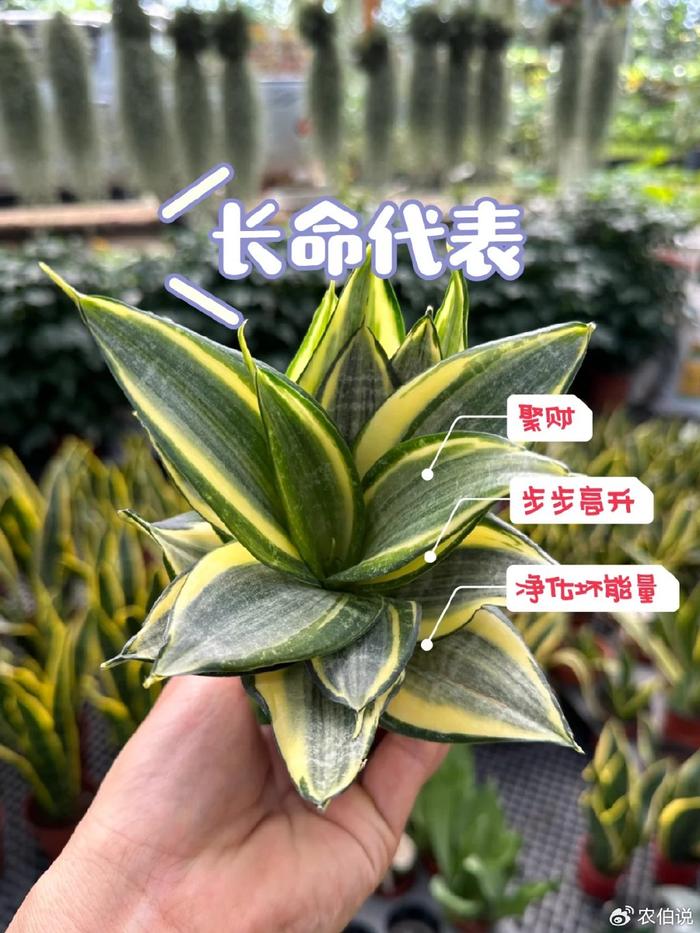 臥室養(yǎng)什么花助眠_(dá)什么花養(yǎng)在臥室里有助于睡眠_(dá)臥室里養(yǎng)花影響睡眠嗎