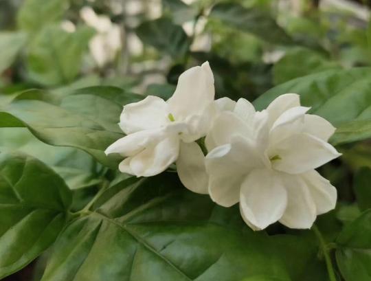 有香味的花適合室內(nèi)養(yǎng)花_室內(nèi)花香的植物_室內(nèi)養(yǎng)香味的花