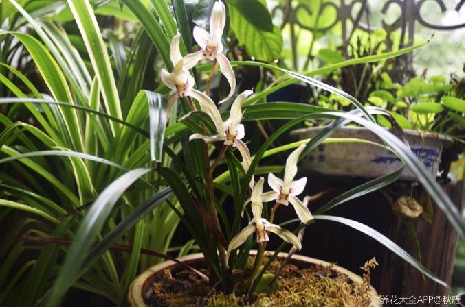 有香味的花適合室內(nèi)養(yǎng)花_室內(nèi)養(yǎng)香味的花_室內(nèi)花香的植物