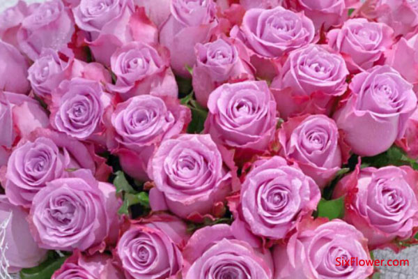 女朋友生日送紫玫瑰代表什么意思？