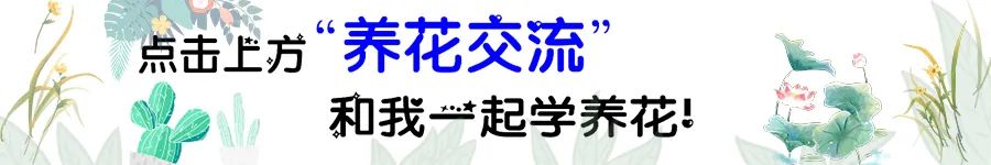 法師多肉好養(yǎng)又便宜，葉型像玫瑰，枝條剪下可不斷扦插，成活率高