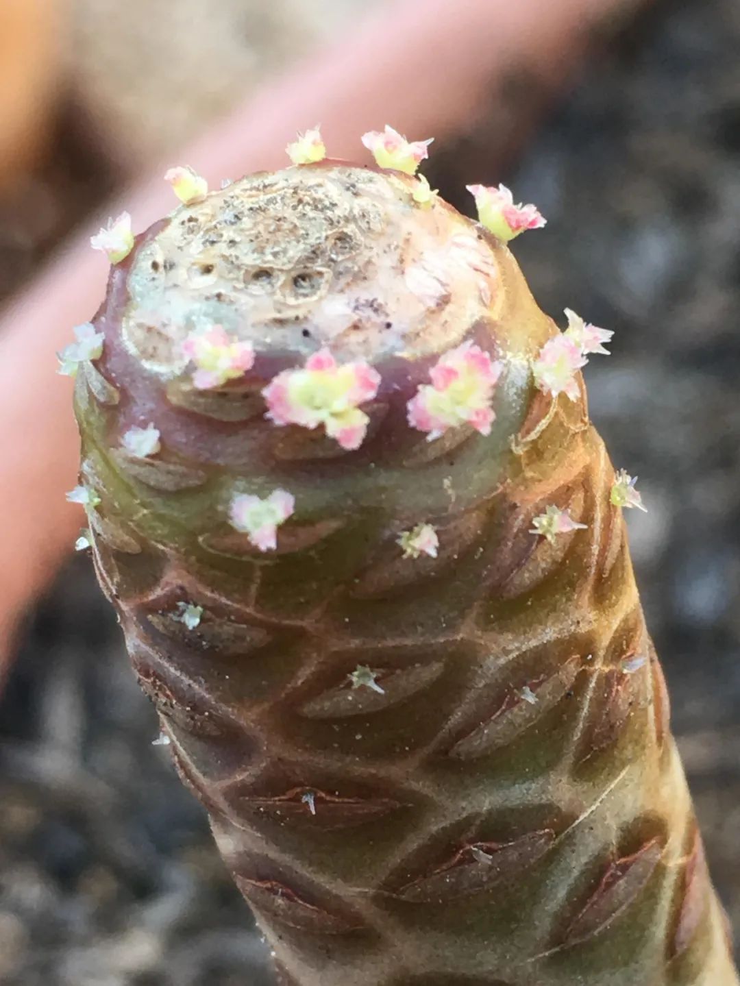 玫瑰花扦插苗生根了怎么移栽_玫瑰花如何插枝培根_玫瑰花扦插怎么才能養(yǎng)出根