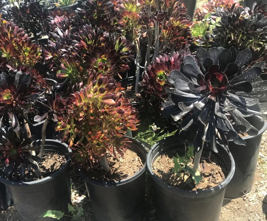 玫瑰花扦插怎么才能養(yǎng)出根_玫瑰花扦插苗生根了怎么移栽_玫瑰花如何插枝培根