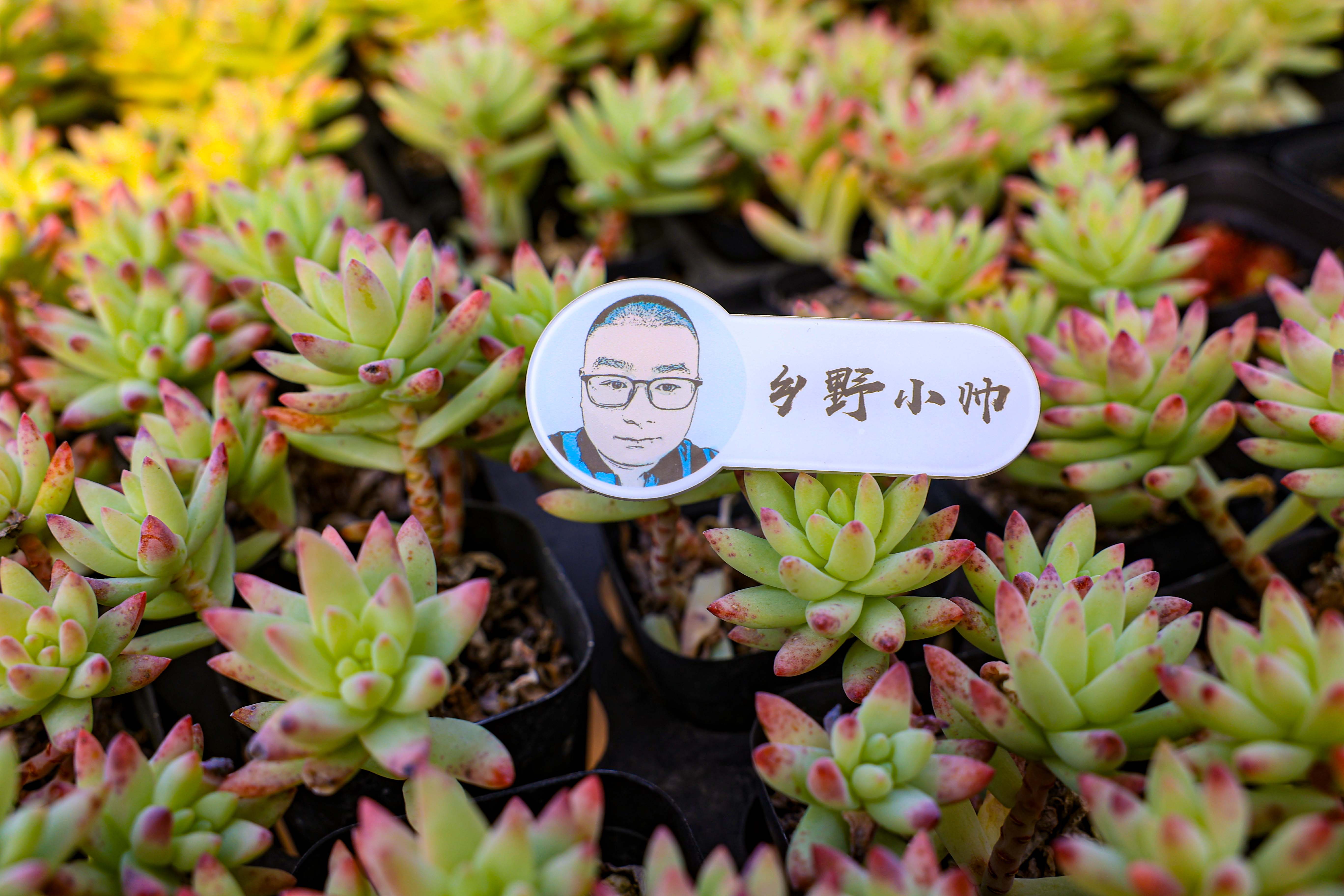 多肉花是什么樣子的_多肉花是酸性還是堿性_多肉不是花