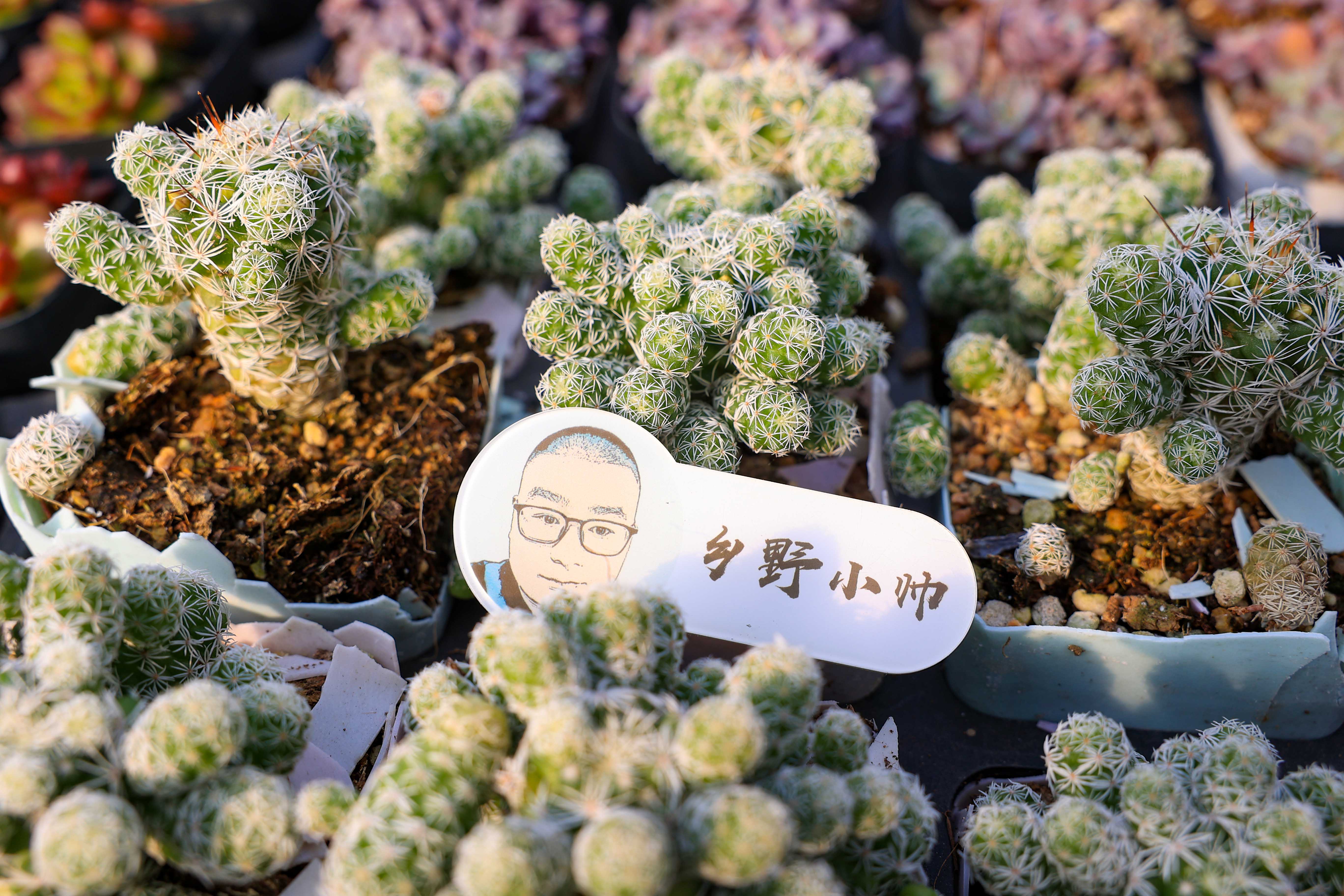 多肉不是花_多肉花是什么樣子的_多肉花是酸性還是堿性