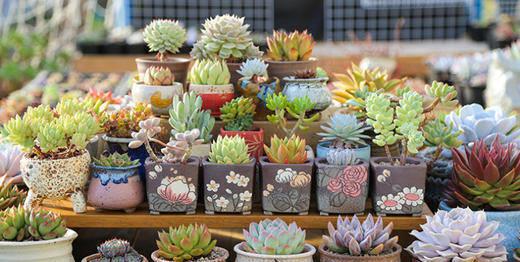 花卉中比較耐陰的花卉是_耐陰的花卉有哪些_耐陰花期長