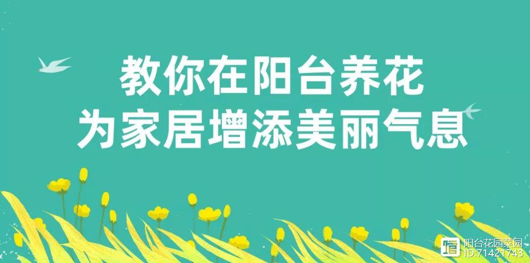 法師中的“三仙”，紅覆輪法師，或嫵媚或狂野，全看怎么曬
