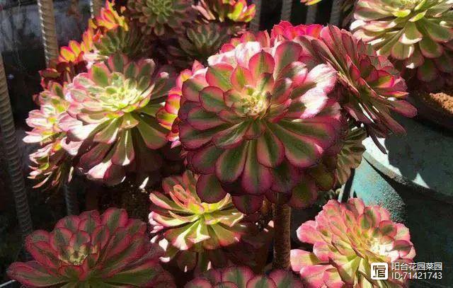 多肉紅梅老樁圖片_多肉紅寶石_多肉紅覆輪