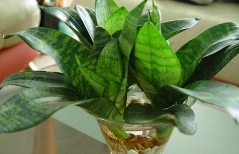 室內(nèi)最好養(yǎng)的植物有哪些種？