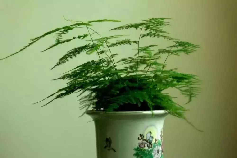 竹子適不適合在室內養(yǎng)_適合室內養(yǎng)的竹子_竹子適合室內養(yǎng)殖嗎