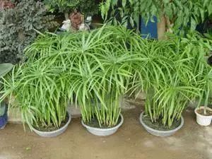 竹子適不適合在室內養(yǎng)_適合室內養(yǎng)的竹子_竹子適合室內養(yǎng)殖嗎