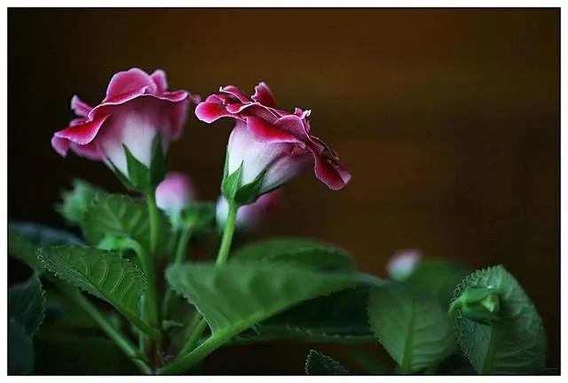 五種簡單好養(yǎng)的耐陰花，室內(nèi)光照不好，也能花開不斷