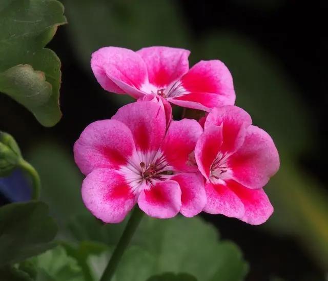 花期長(zhǎng)的室內(nèi)_花期長(zhǎng)好養(yǎng)的室內(nèi)花卉_室內(nèi)花期長(zhǎng)好看又好養(yǎng)的花