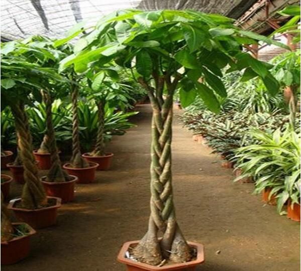 凈化空氣易養(yǎng)活的花_什么綠植好養(yǎng)活又能凈化空氣_凈化室內(nèi)空氣綠植