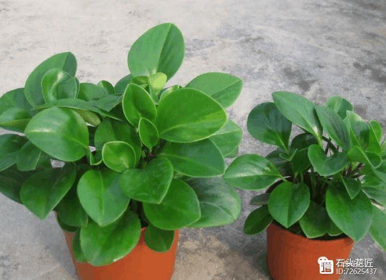 冬天窗戶密閉，此3種花是“二手煙”的克星，各養(yǎng)1盆，空氣清新