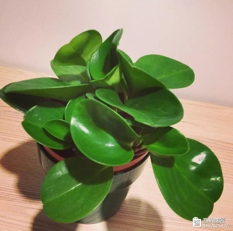 凈化二手煙的室內(nèi)植物_凈化空氣的室內(nèi)植物二手煙_凈化二手煙味的植物