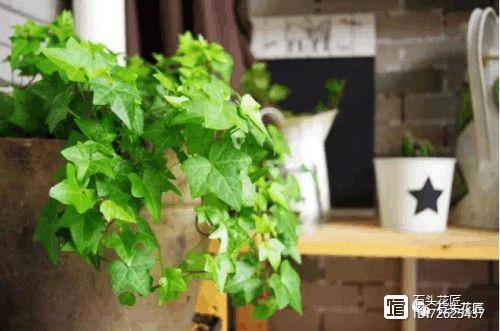 凈化二手煙味的植物_凈化空氣的室內(nèi)植物二手煙_凈化二手煙的室內(nèi)植物