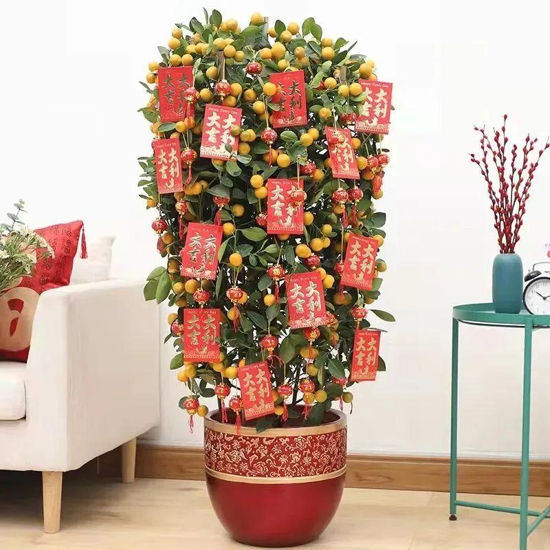 一年四季開(kāi)花的室內(nèi)花卉_室內(nèi)養(yǎng)花四季開(kāi)花植物_花卉開(kāi)花四季室內(nèi)能養(yǎng)嗎