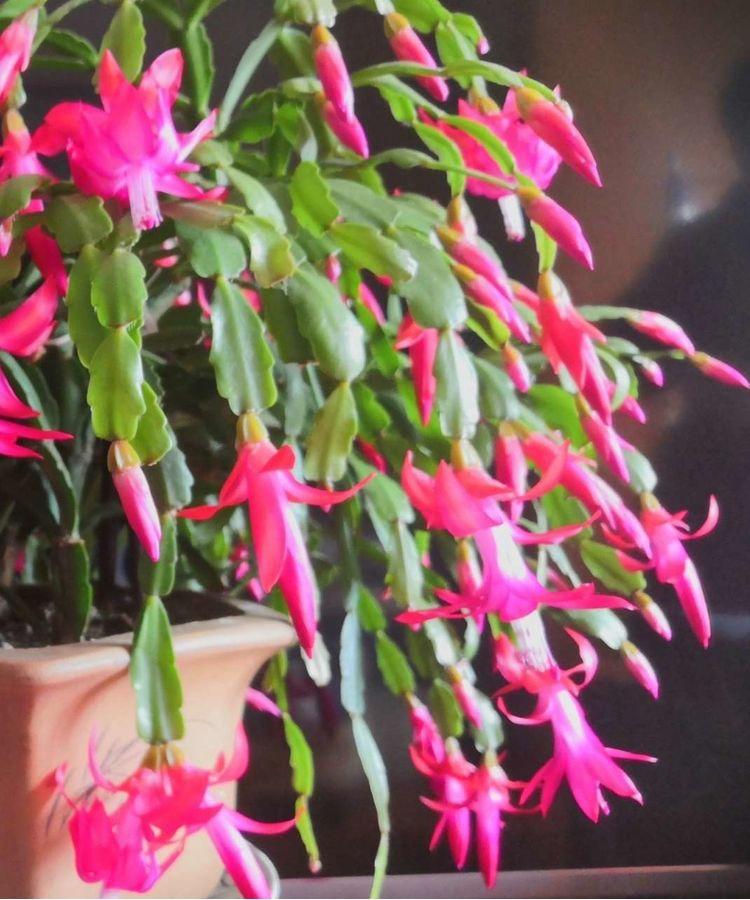 花卉開(kāi)花四季室內(nèi)能養(yǎng)嗎_一年四季開(kāi)花的室內(nèi)花卉_室內(nèi)養(yǎng)花四季開(kāi)花植物