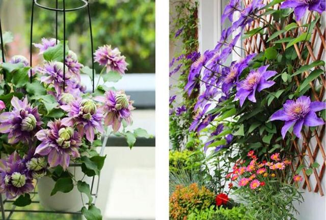 冬季室外最耐寒的15種花卉_冬季室外耐寒的花卉有哪些_花卉耐寒區(qū)