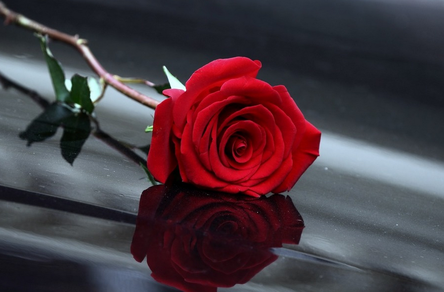 表白一般送幾朵玫瑰花_送表白玫瑰花一般送幾朵_表白送玫瑰花要對(duì)對(duì)方說(shuō)什么話