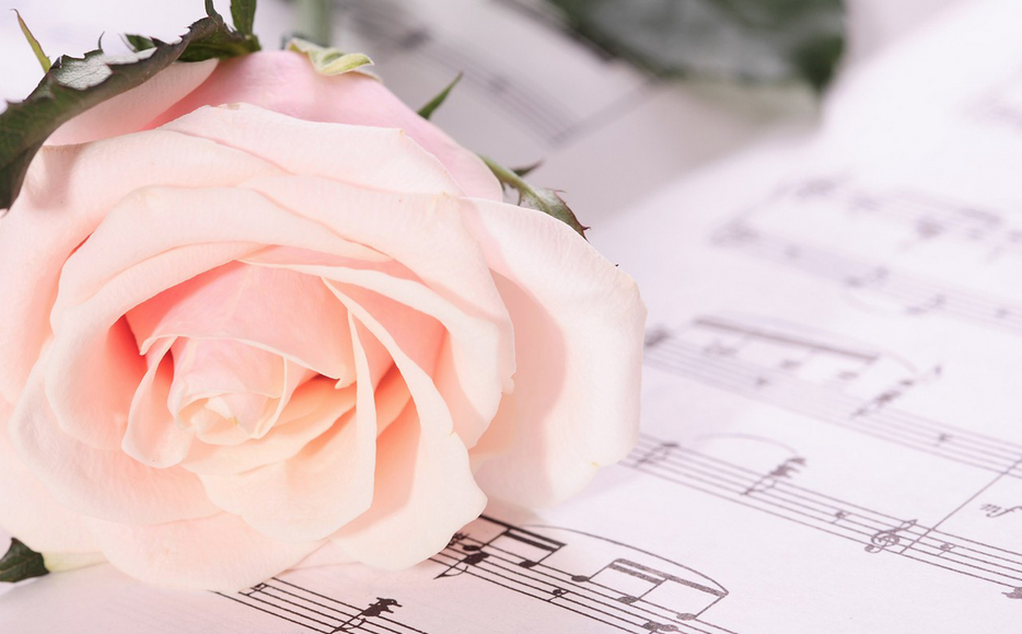 送表白玫瑰花一般送幾朵_表白送玫瑰花要對(duì)對(duì)方說(shuō)什么話_表白一般送幾朵玫瑰花