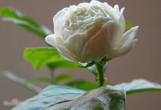 茉莉花盛開(kāi)的月份_茉莉花開(kāi)花月份_茉莉花開(kāi)幾月份開(kāi)花