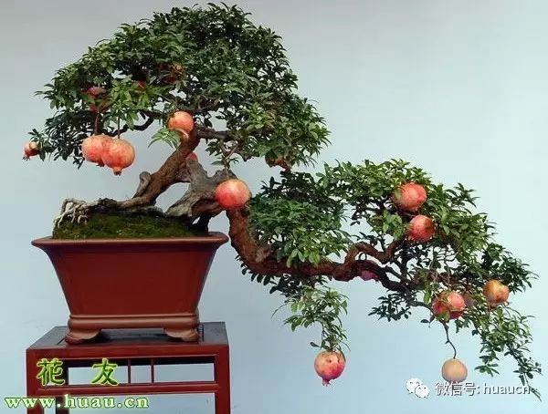 怎樣養(yǎng)花_養(yǎng)花用什么肥料最好_養(yǎng)花大棚圖片