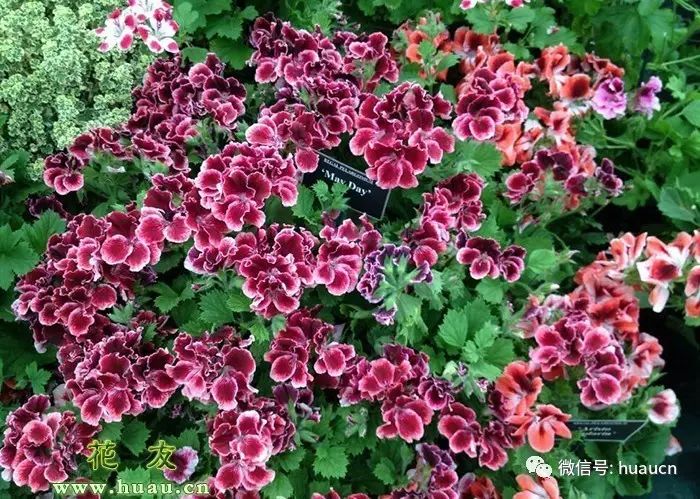 養(yǎng)花大棚圖片_養(yǎng)花用什么肥料最好_怎樣養(yǎng)花