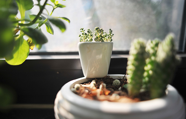 中低檔多肉植物價(jià)格大跳水：“現(xiàn)在100元可以買(mǎi)一窗臺(tái)”