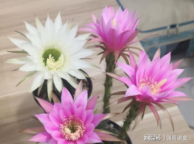 <strong>仙人球怎么追施用花多多10號(hào)肥？花前如何施肥？</strong>