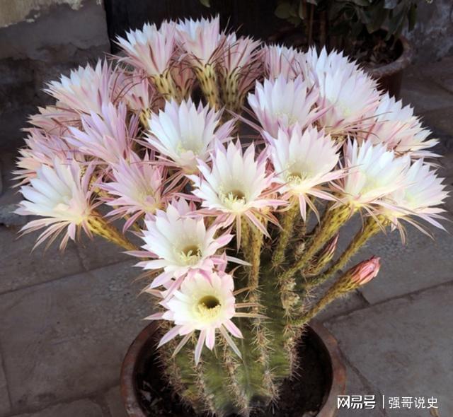 多肉植物用花多多幾號_多肉用花多多1號還是12號_多肉應(yīng)該用花多多幾號