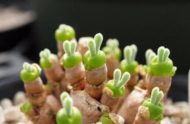 4種顏值高的多肉植物 葉片十分飽滿(mǎn)&顏色鮮艷明亮