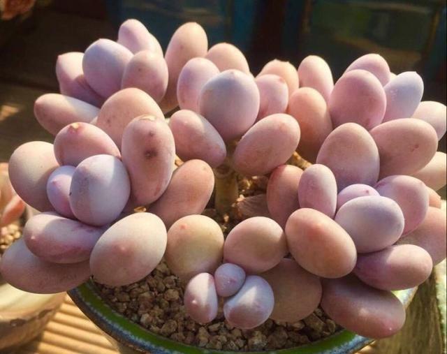 植物多肉長(zhǎng)得大怎么回事_長(zhǎng)得最大的多肉植物_植物多肉長(zhǎng)得大怎么辦