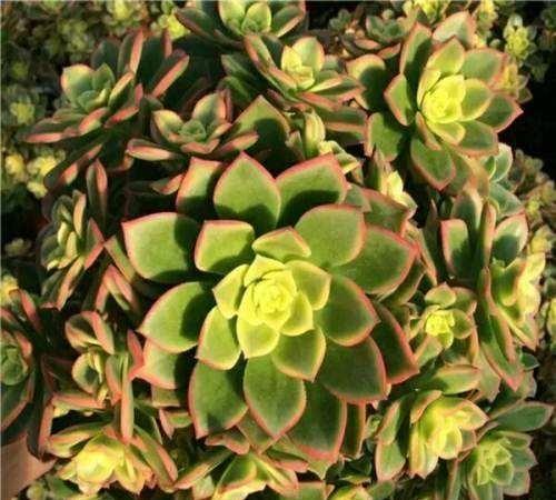 植物多肉長(zhǎng)得大怎么辦_植物多肉長(zhǎng)得大怎么回事_長(zhǎng)得最大的多肉植物