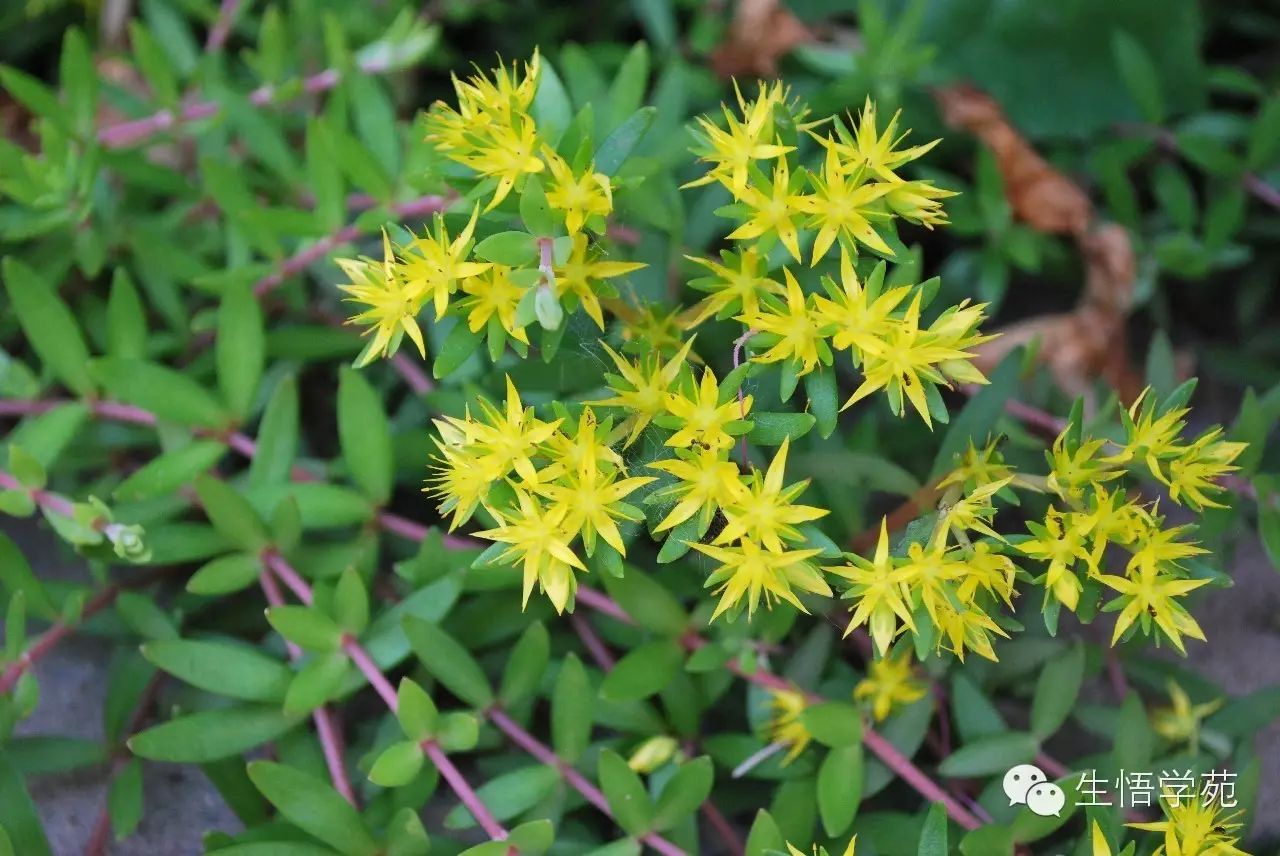 多肉有哪些花_多肉花有什么特點(diǎn)_多肉花的特點(diǎn)及用處