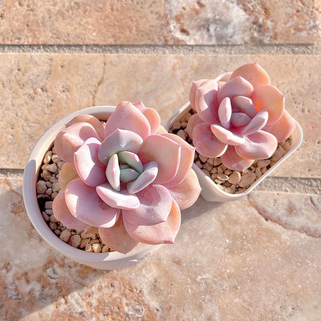 粉色玫瑰多肉_粉色玫瑰多肉怎么養(yǎng)_粉色玫瑰多肉好養(yǎng)嗎