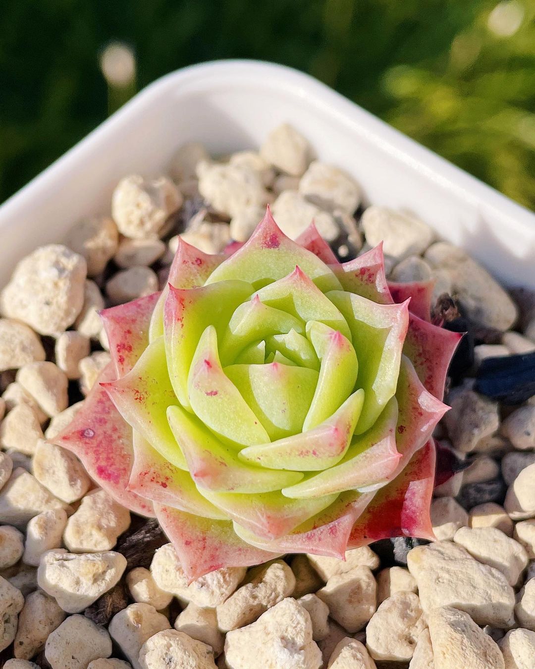 粉色玫瑰多肉好養(yǎng)嗎_粉色玫瑰多肉怎么養(yǎng)_粉色玫瑰多肉