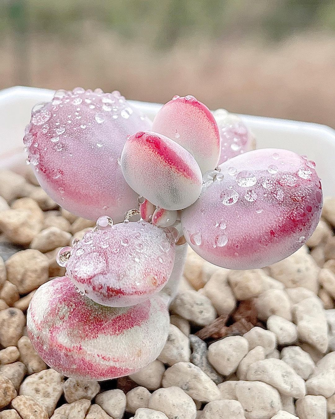 粉色玫瑰多肉_粉色玫瑰多肉怎么養(yǎng)_粉色玫瑰多肉好養(yǎng)嗎