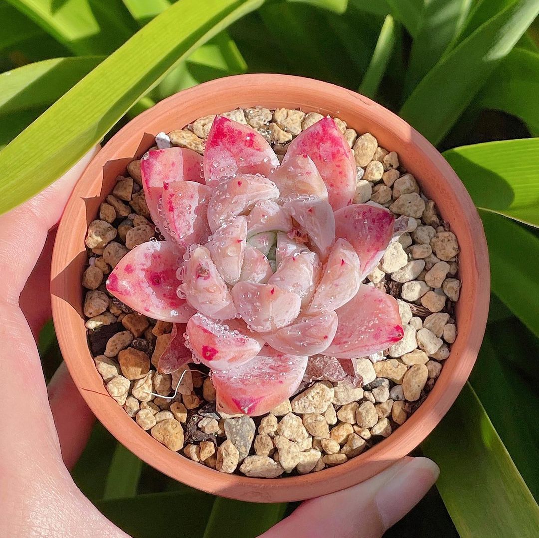 粉色玫瑰多肉怎么養(yǎng)_粉色玫瑰多肉好養(yǎng)嗎_粉色玫瑰多肉