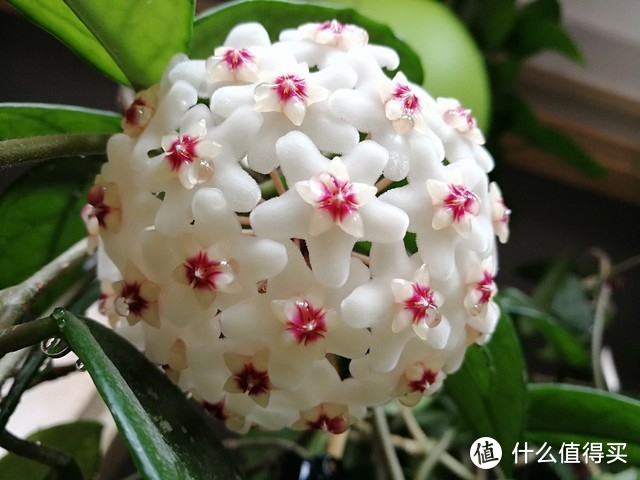 北陽臺養(yǎng)什么花好_適合北陽臺養(yǎng)的花_適合北陽臺養(yǎng)的花有哪些
