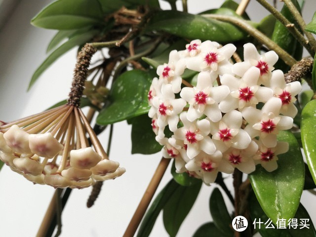 北陽臺養(yǎng)什么花好_適合北陽臺養(yǎng)的花_適合北陽臺養(yǎng)的花有哪些