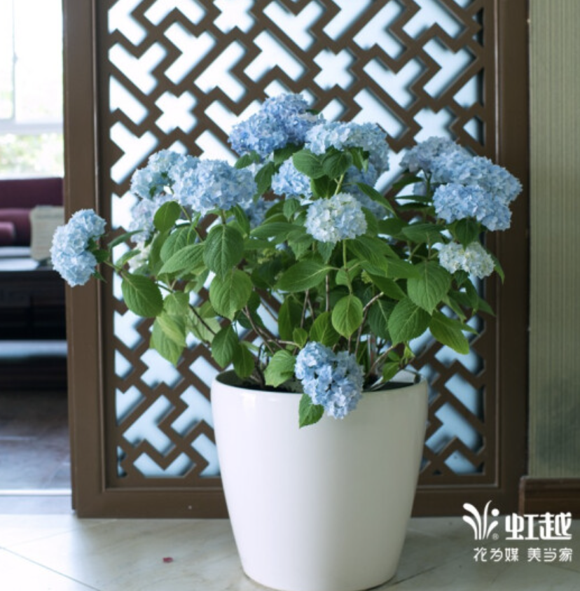 北陽臺養(yǎng)什么花好_適合北陽臺養(yǎng)的花_適合北陽臺養(yǎng)的花有哪些