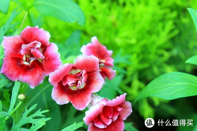 適合北陽臺養(yǎng)的花有哪些_北陽臺養(yǎng)什么花好_適合北陽臺養(yǎng)的花