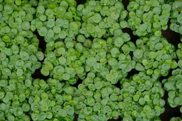 <strong>銅錢(qián)草冬天怎么過(guò)冬，水培銅錢(qián)草冬天會(huì)死嗎</strong>