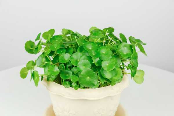 冬天銅錢草怕冷嗎_冬天銅錢草的養(yǎng)護(hù)_冬天銅錢草怎么過冬