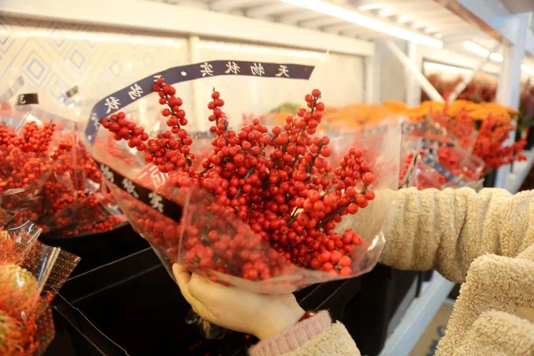 花卉綠植批發(fā)市場多少錢_綠植花卉批發(fā)市場_花卉批發(fā)綠植市場在哪里